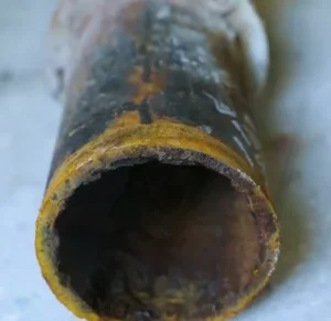 Närbild på äldre stammar